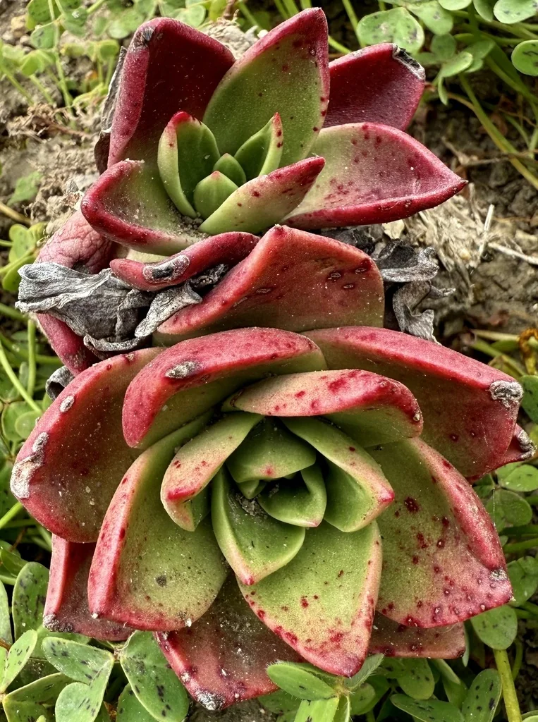 Dudleya Caespitosa