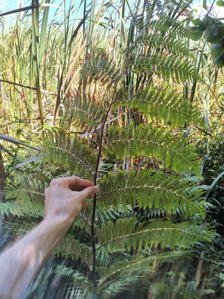 Cyathea cooperi