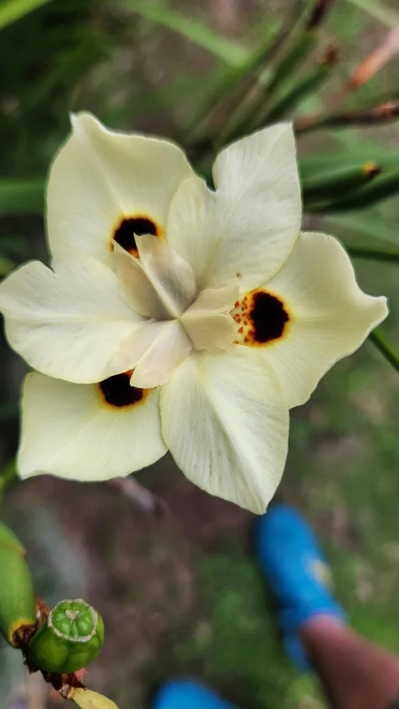 Dietes Bicolor