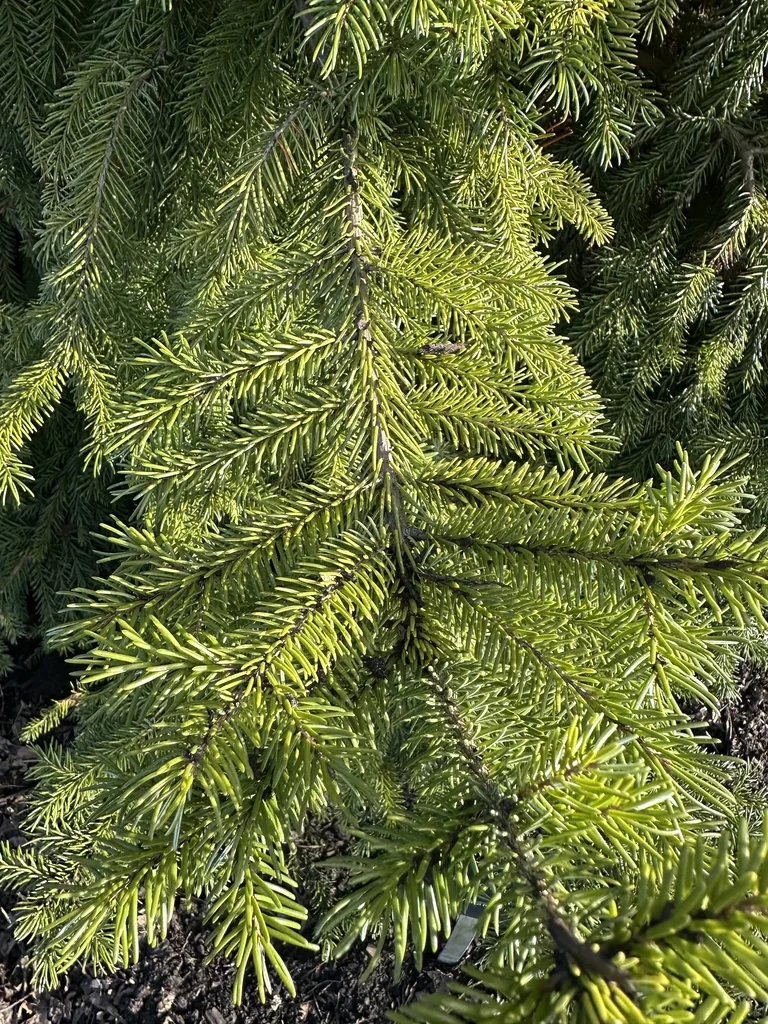 Picea Omorika