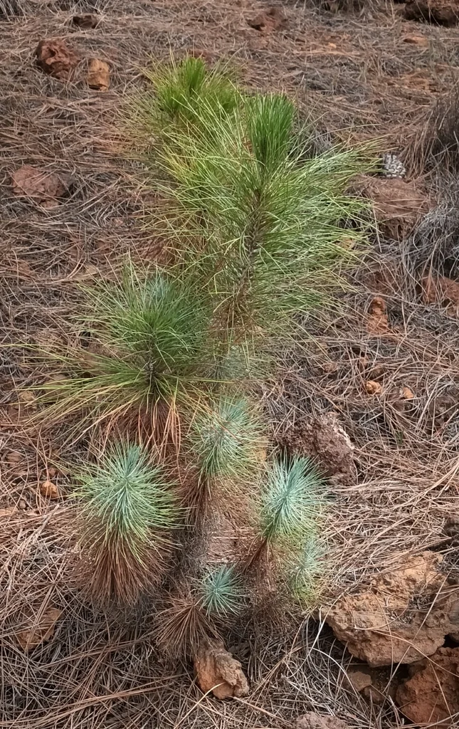 Pinus Canariensis