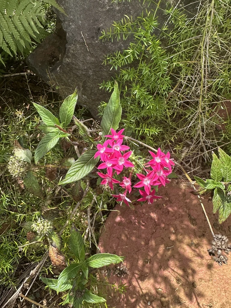 Pentas lanceolata