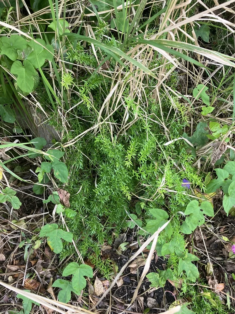 Asparagus densiflorus