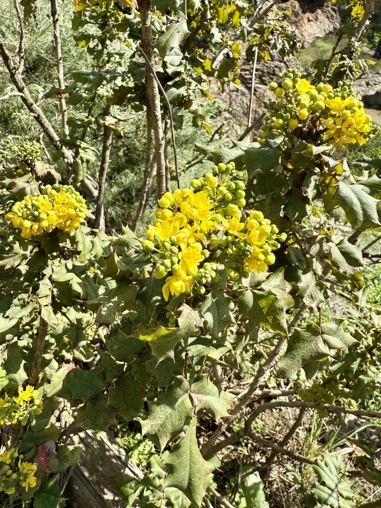 Berberis Pinnata