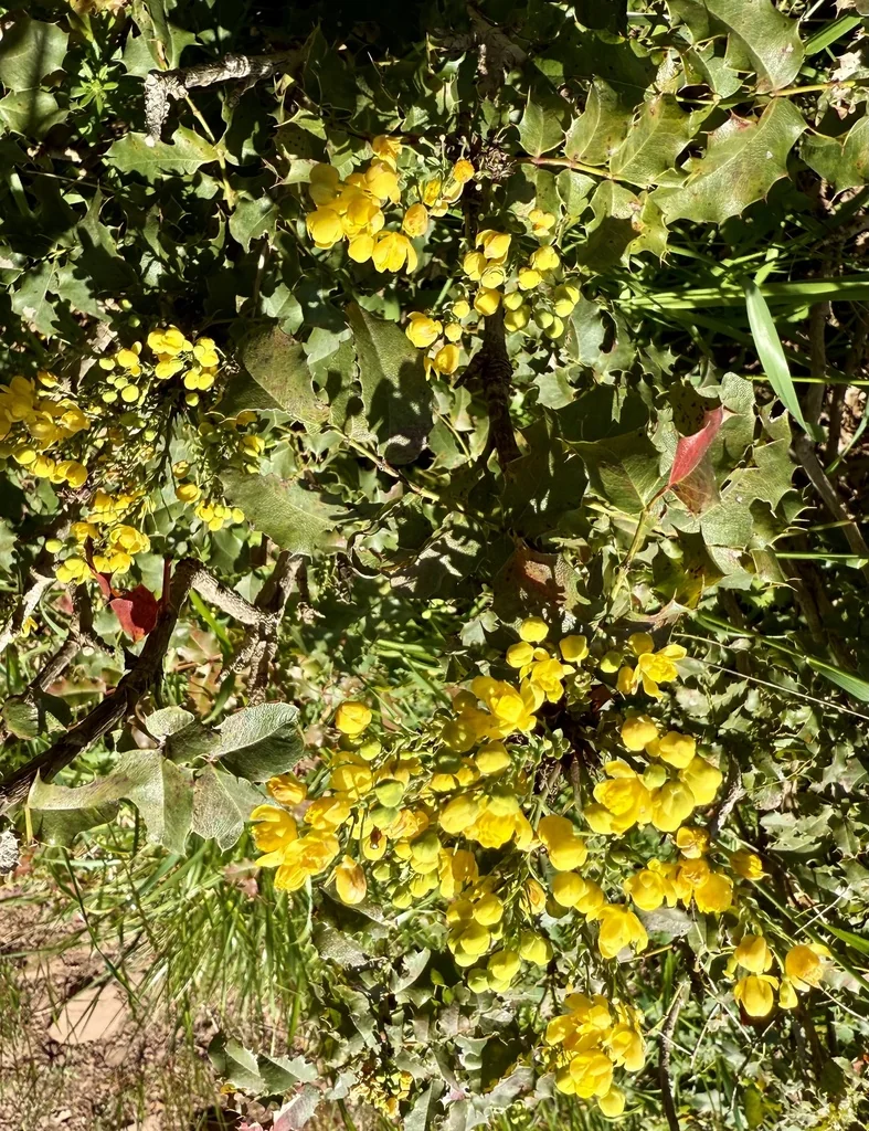 Berberis Pinnata