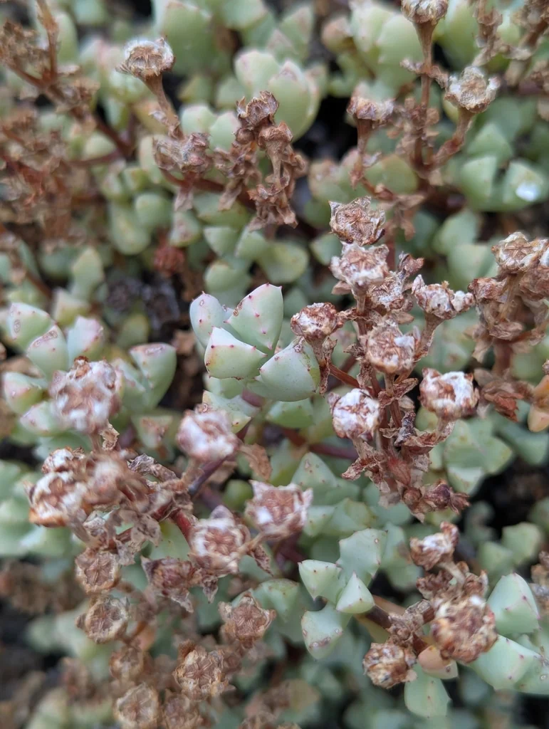 Oscularia Deltoides