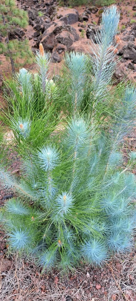 Pinus Canariensis
