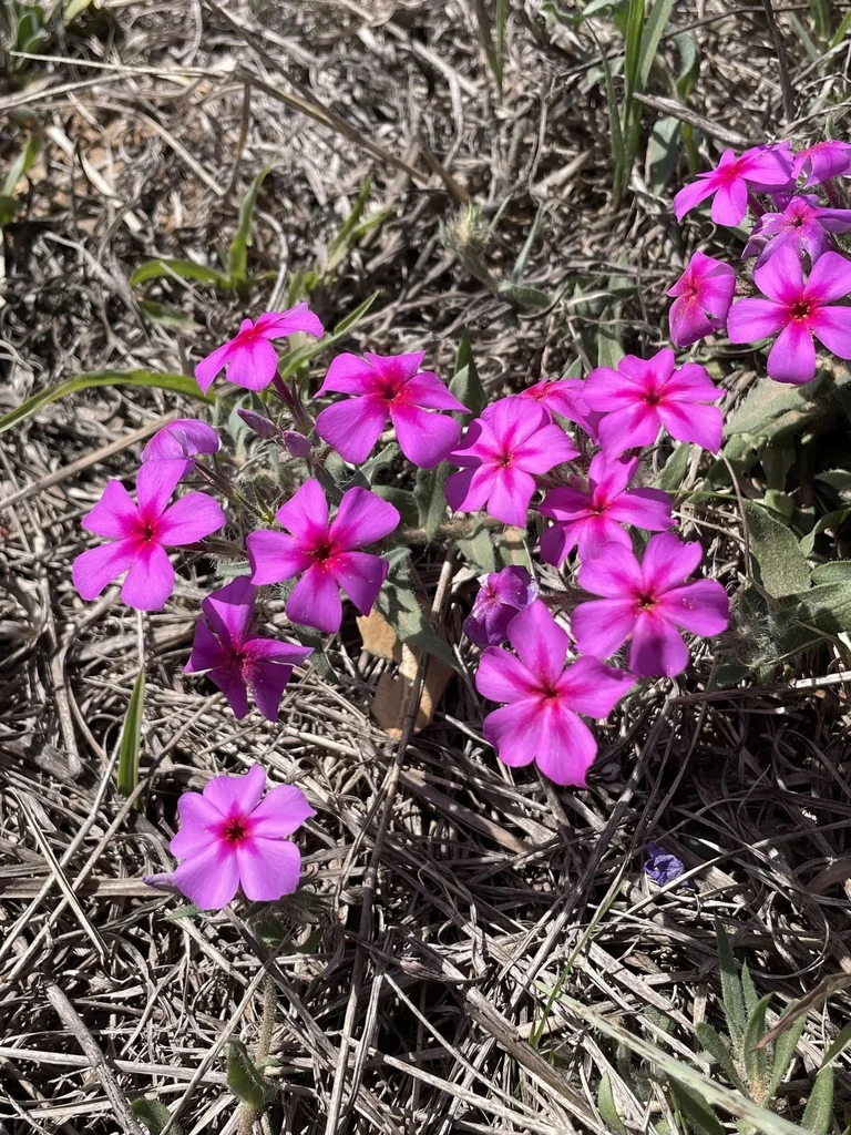 Phlox drummondii