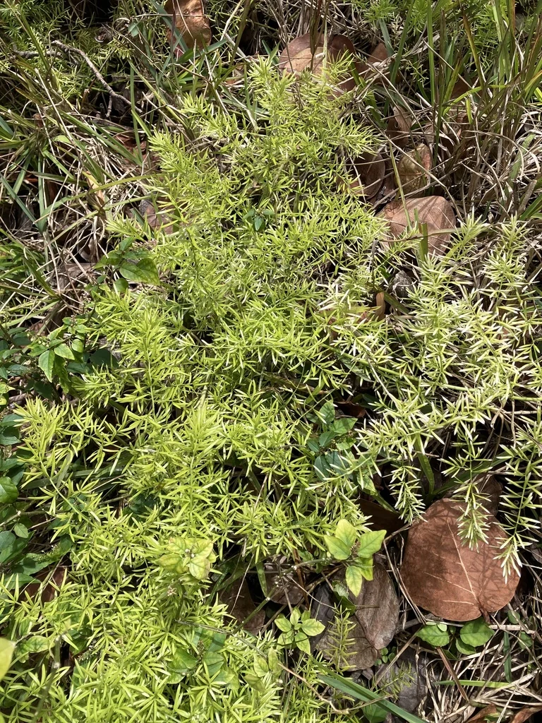 Asparagus densiflorus