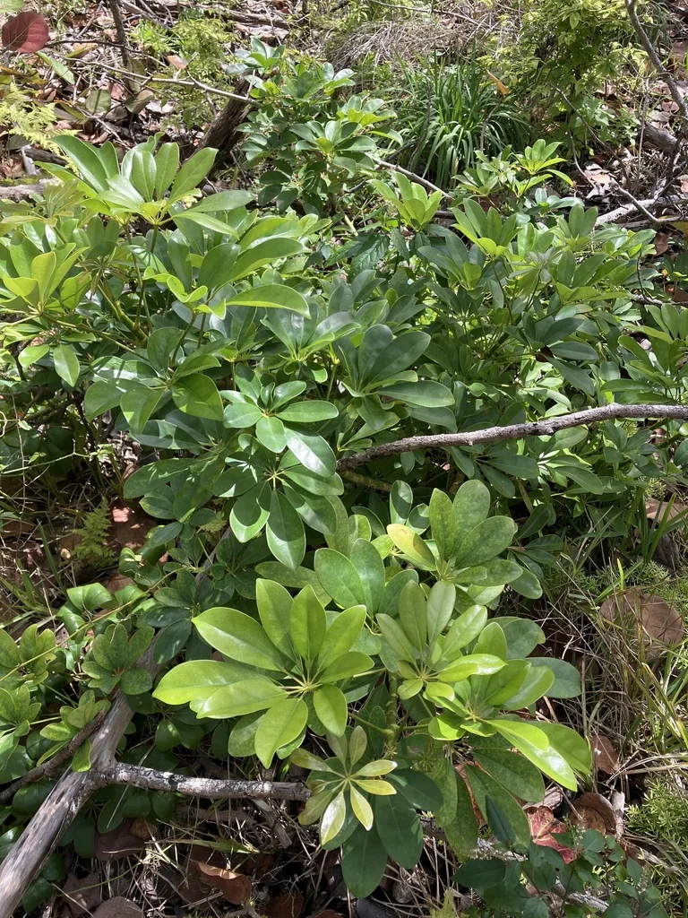 Schefflera Arboricola