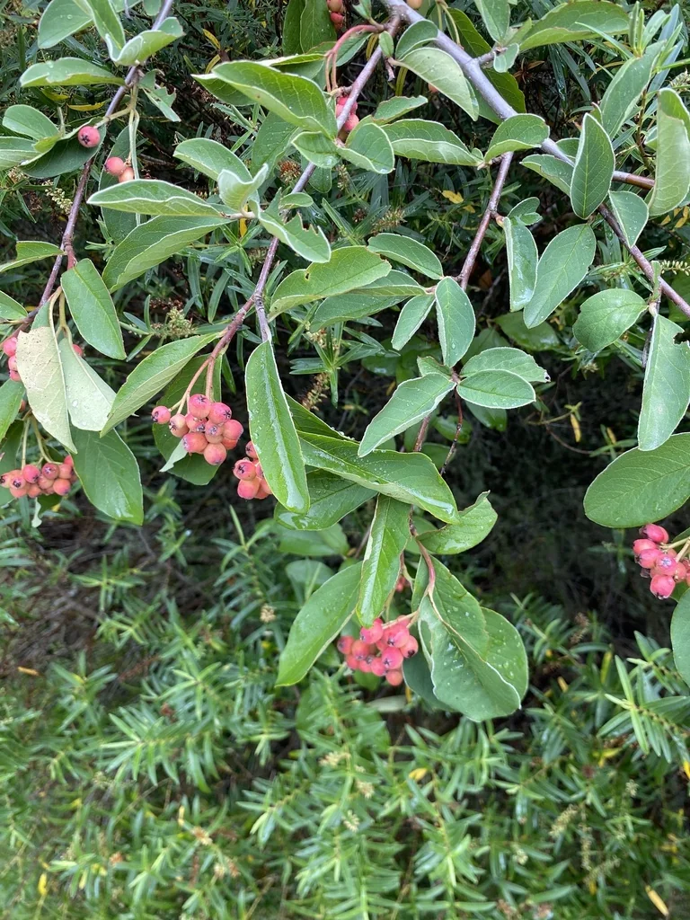 Cotoneaster Glaucophyllus