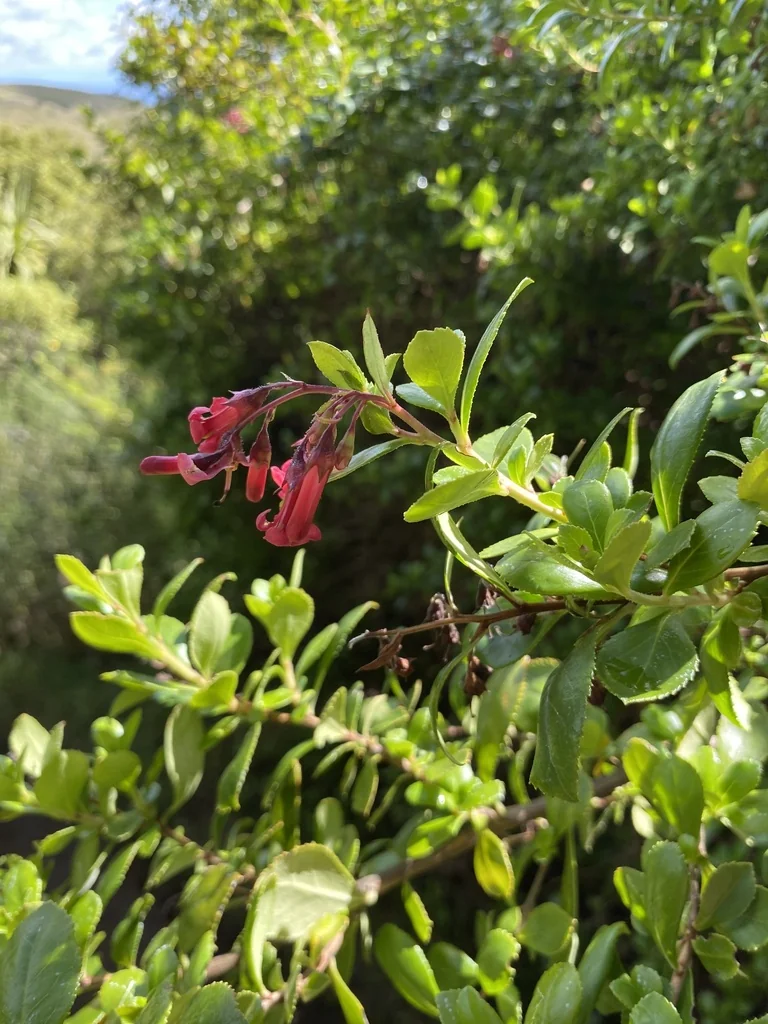 Escallonia Rubra