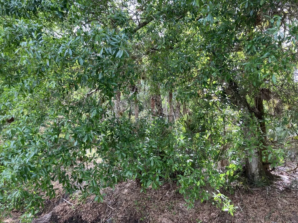 Quercus laurifolia