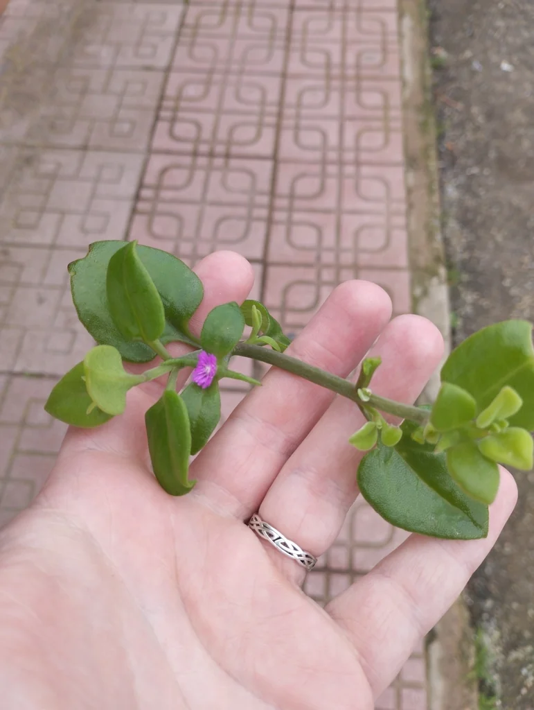 Aptenia cordifolia