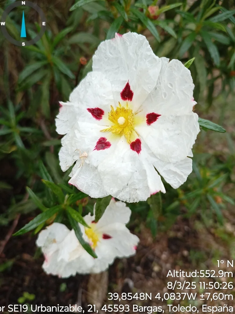Cistus Ladanifer