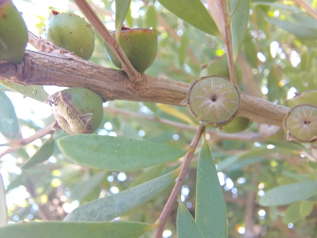 Leptospermum Laevigatum