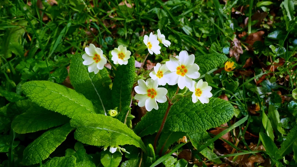 Primula X Polyantha