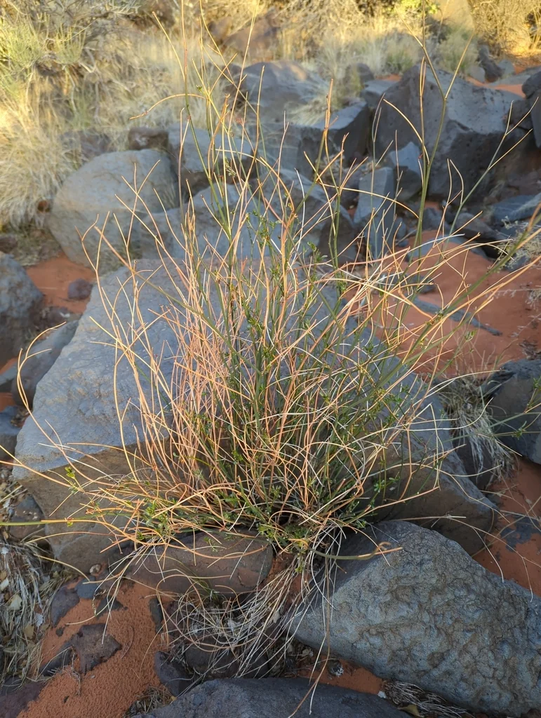 Lotus Rigidus