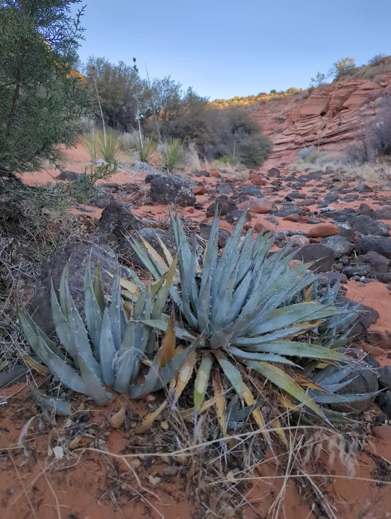 Agave Utahensis