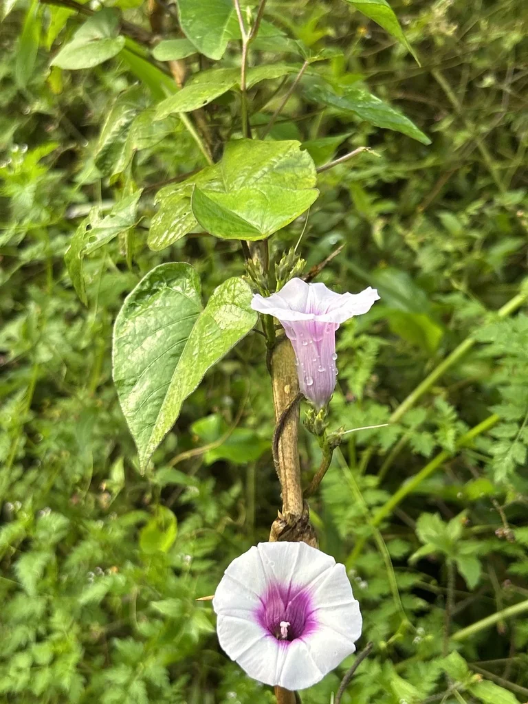 Ipomoea batatas