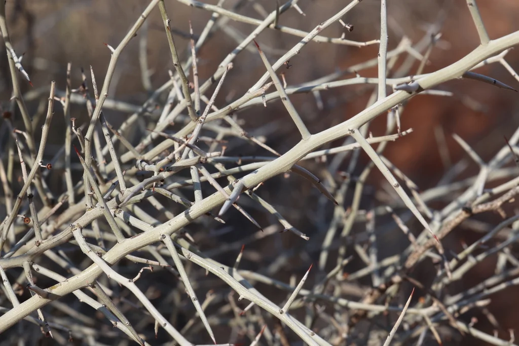 Ziziphus Obtusifolia