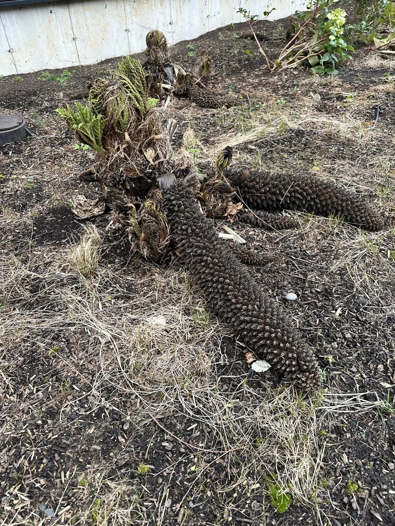 Gunnera Tinctoria