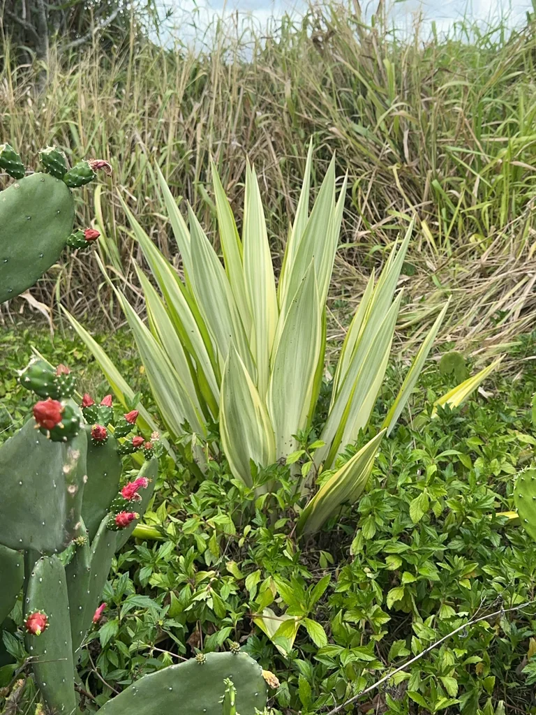 Furcraea Foetida