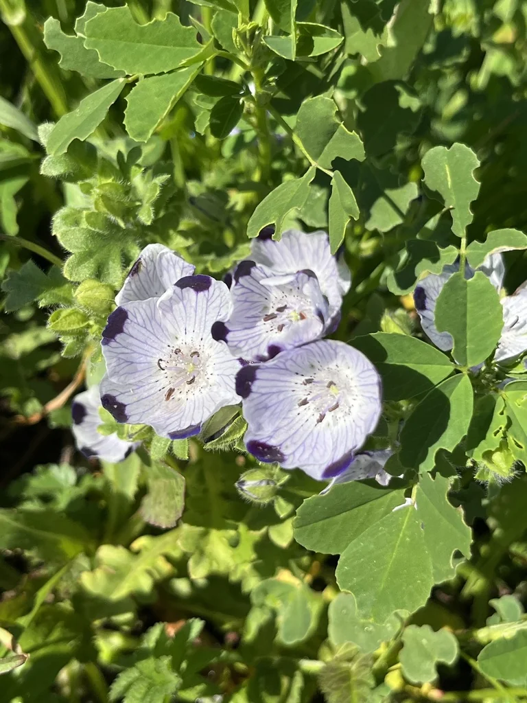 Nemophila Maculata