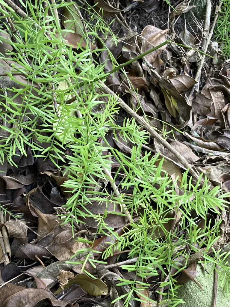 Asparagus densiflorus