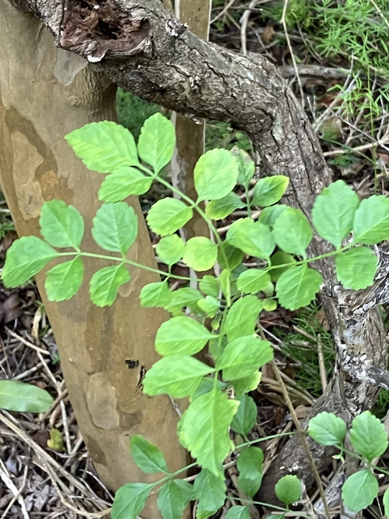 Tecoma Capensis