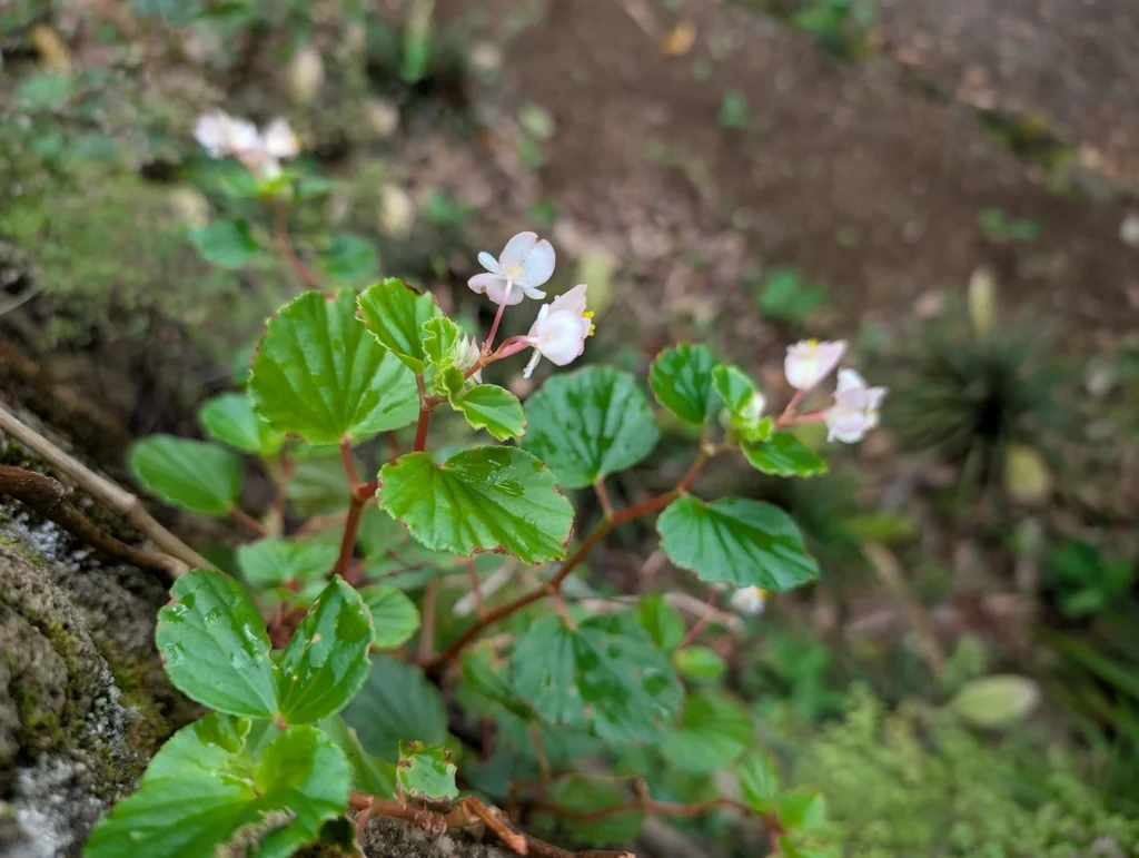 Begonia semperflorens
