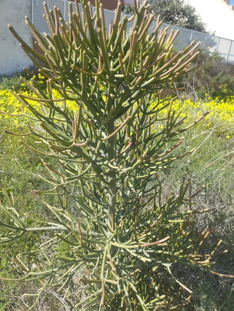 Euphorbia Tirucalli
