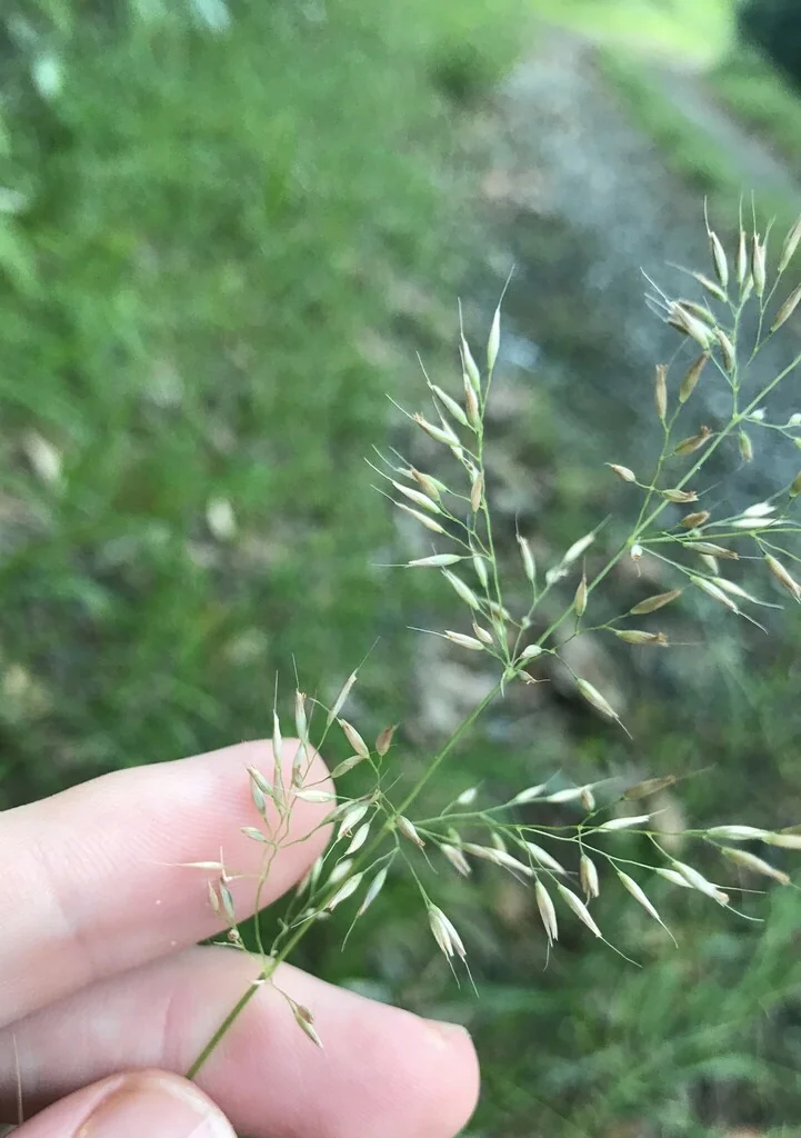 Calamagrostis Brachytricha