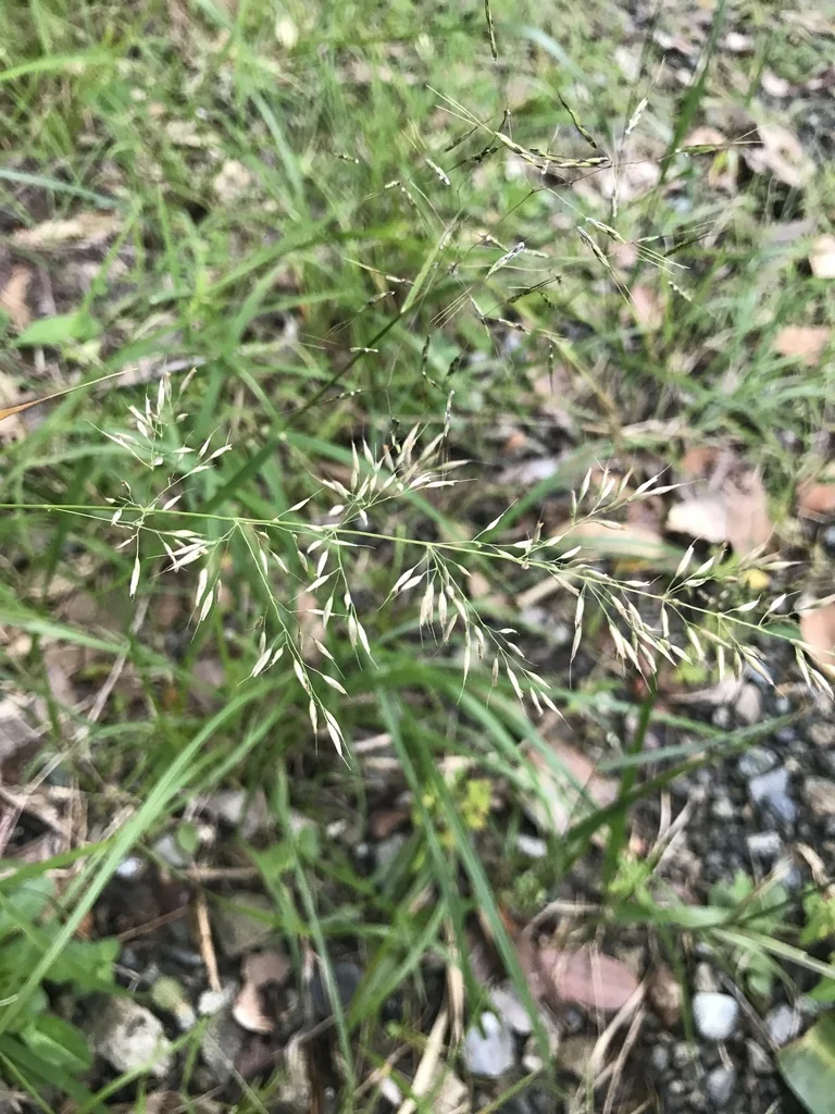 Calamagrostis Brachytricha