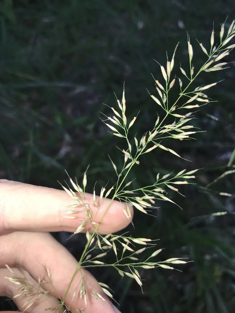Calamagrostis Brachytricha