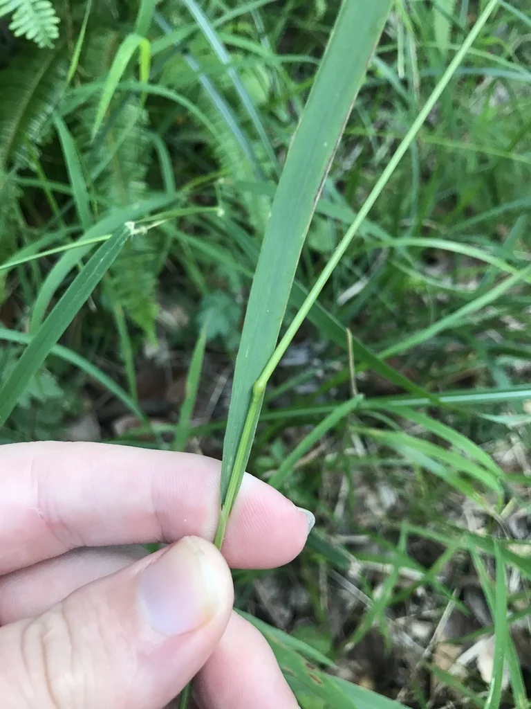 Calamagrostis Brachytricha