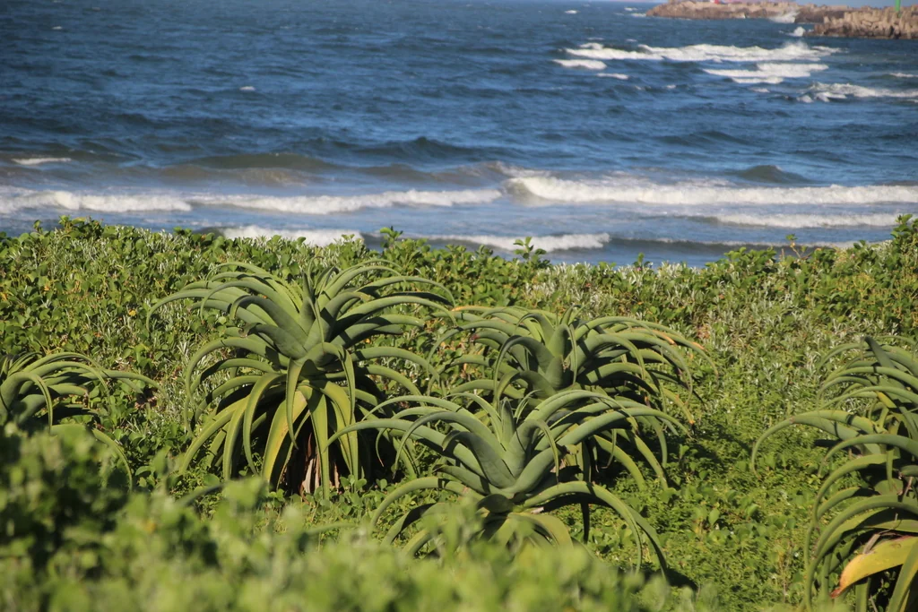Aloe Thraskii