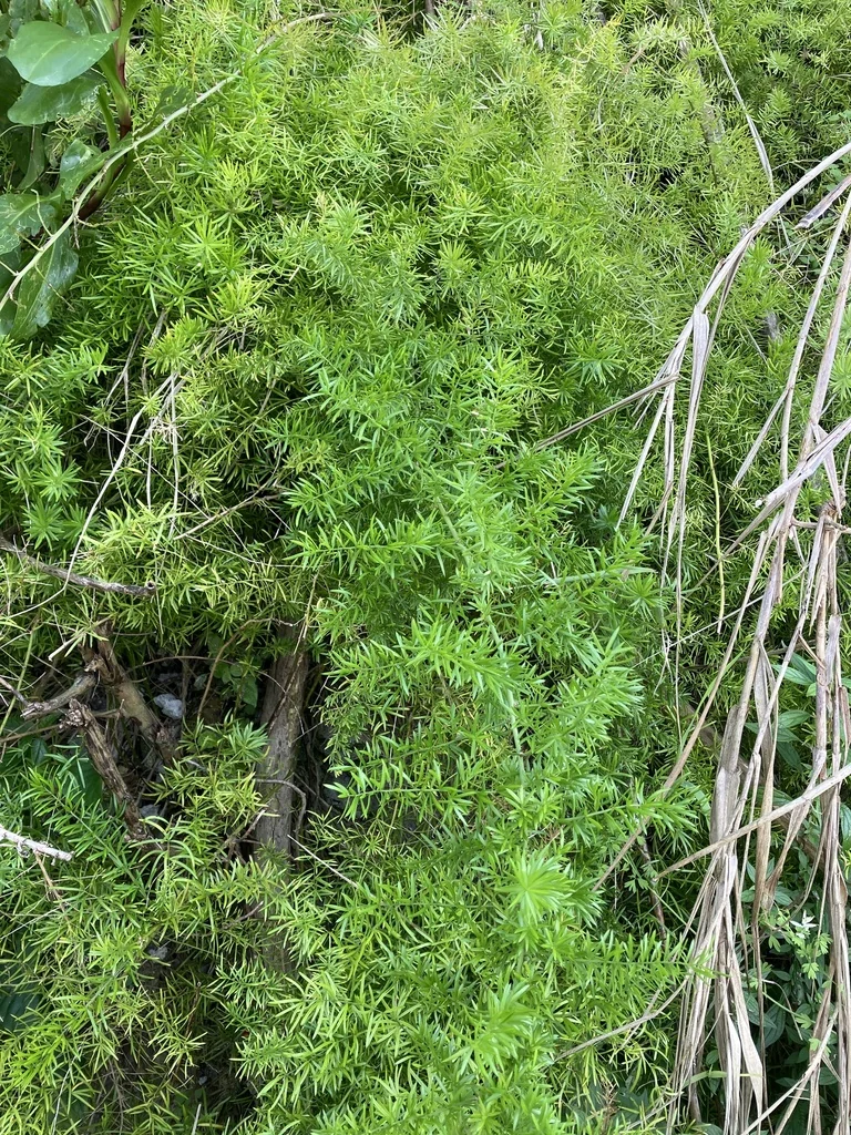 Asparagus densiflorus