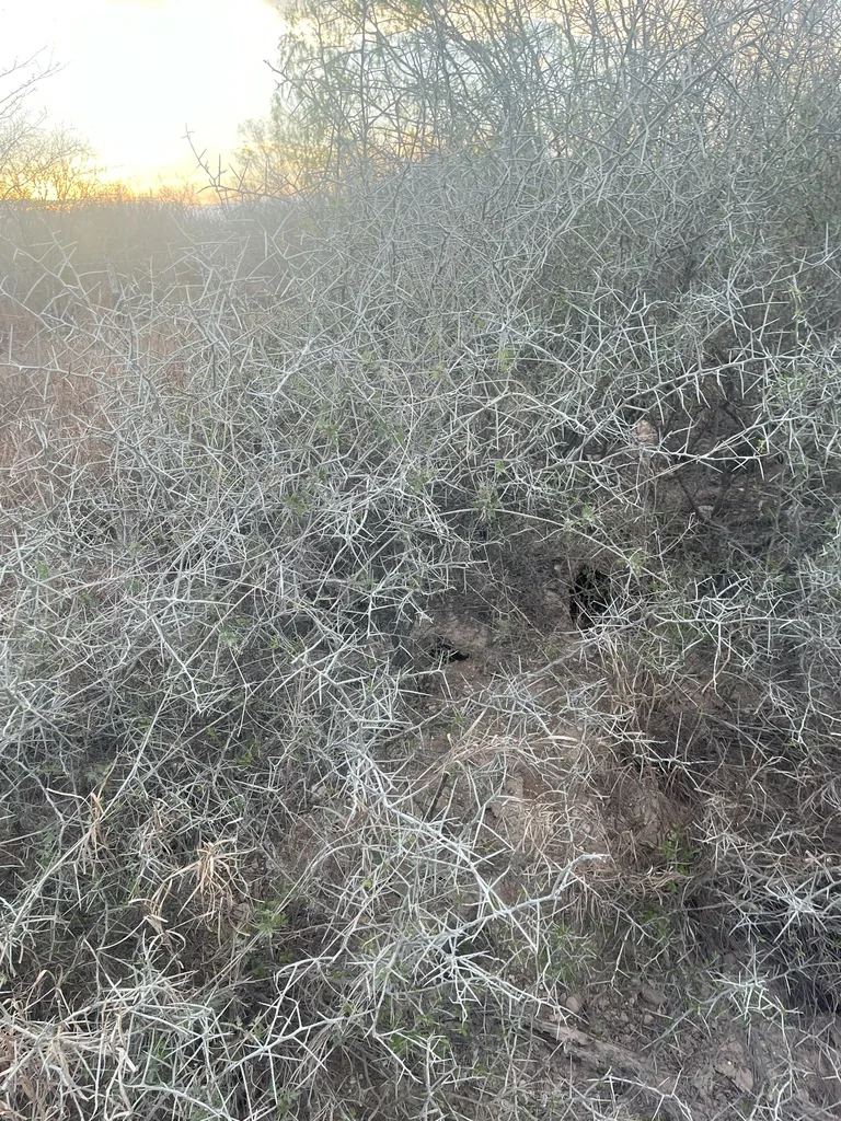 Ziziphus Obtusifolia