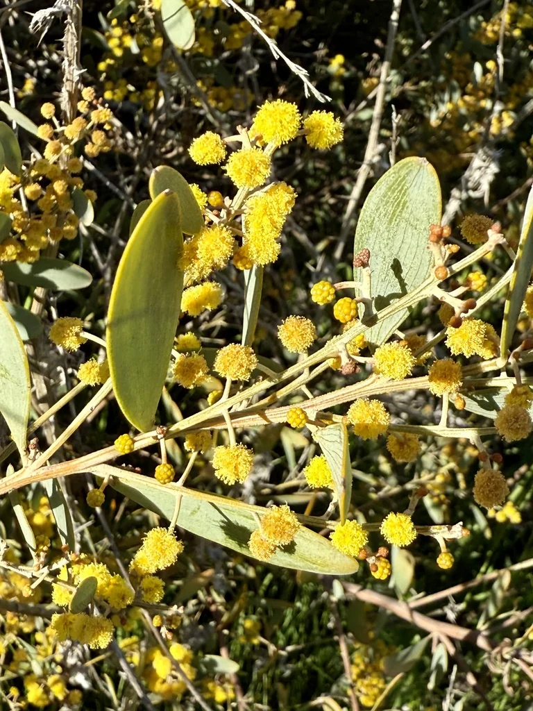 Acacia Redolens