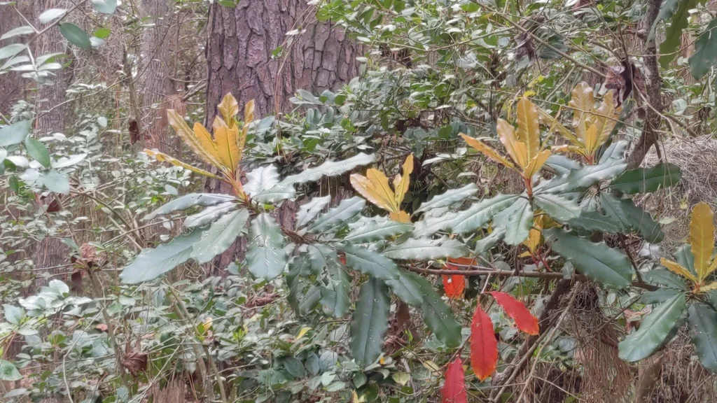 Photinia Serratifolia