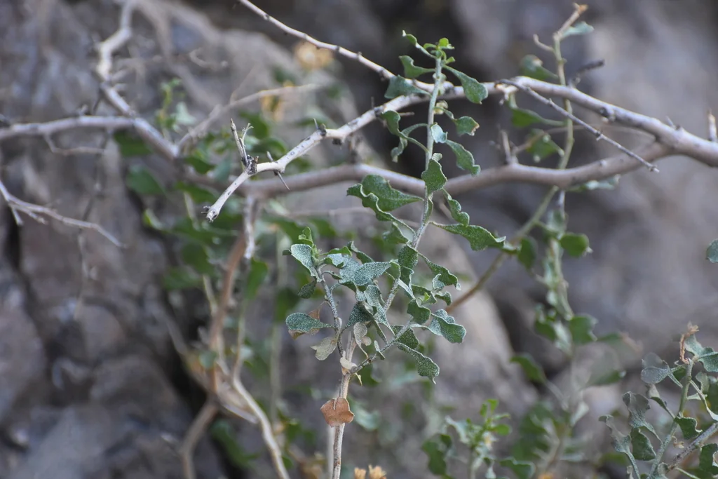 Ericameria Cuneata