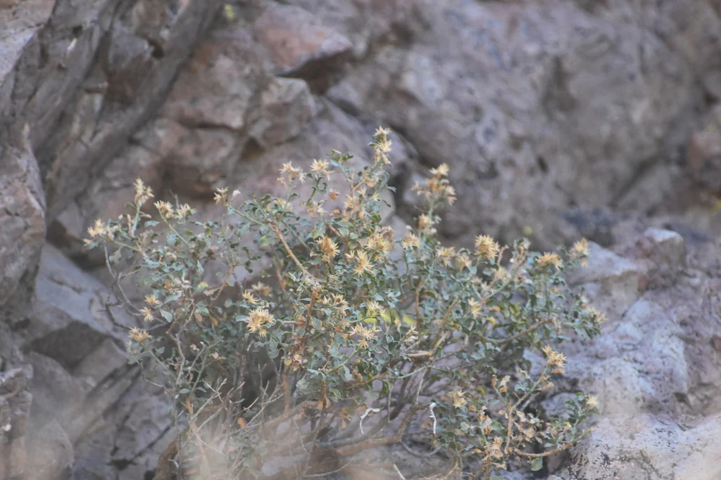 Ericameria Cuneata