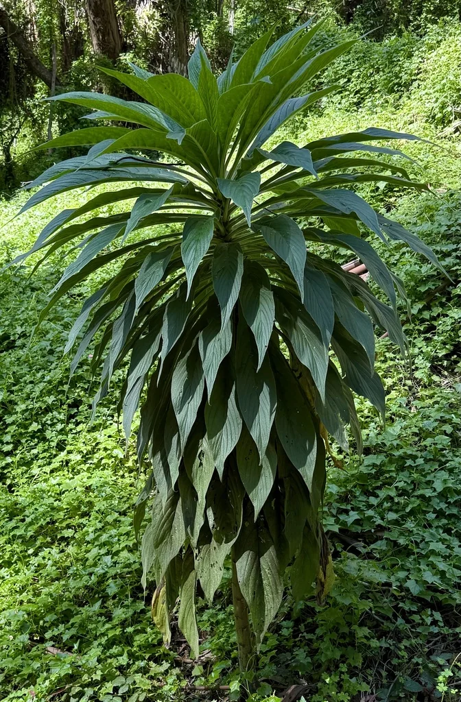 Echium Pininana