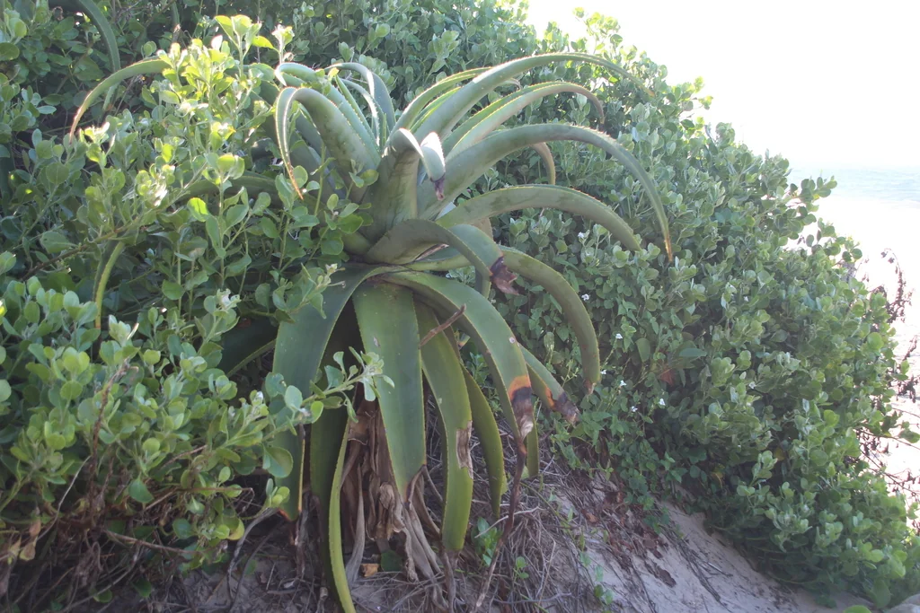 Aloe Thraskii