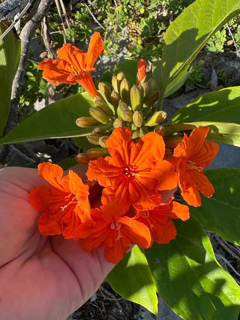 Cordia Sebestena