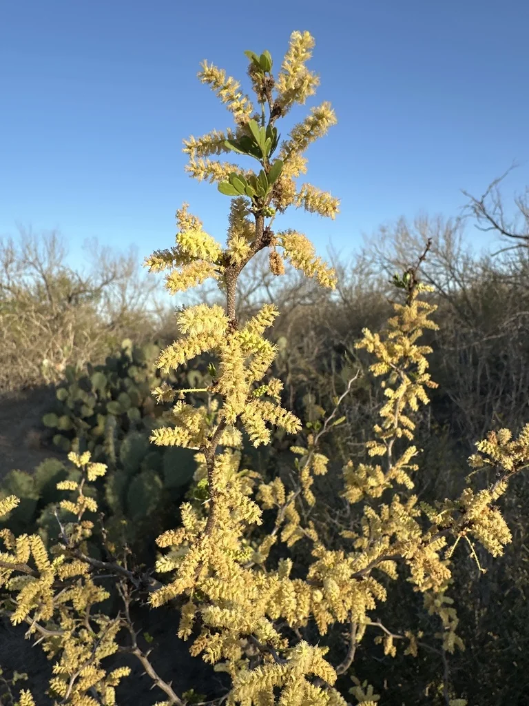 Acacia Rigidula