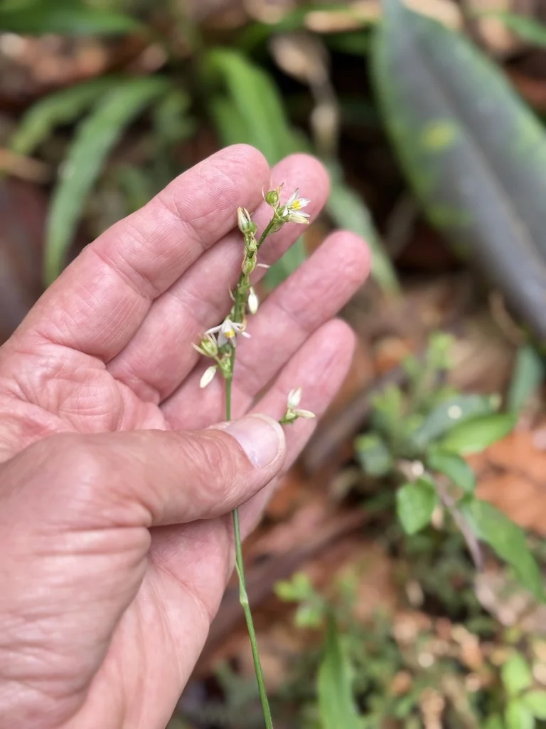 Chlorophytum comosum