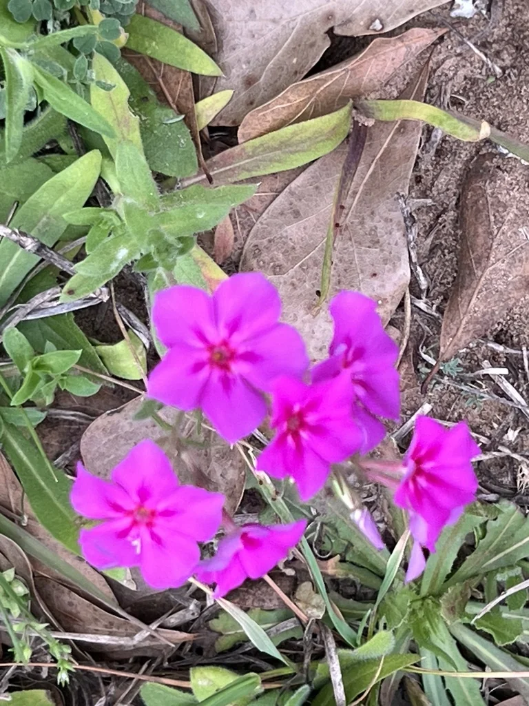 Phlox drummondii