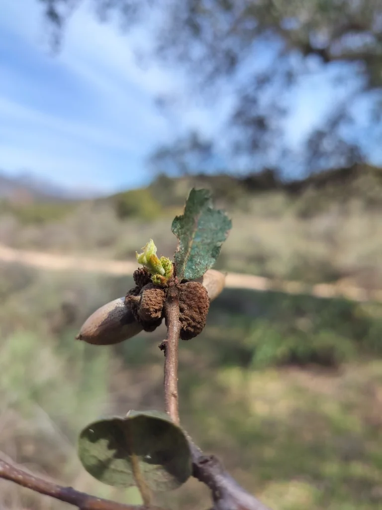 Quercus Engelmannii